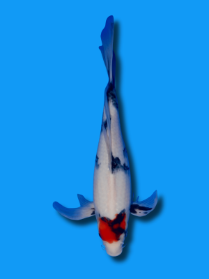 Butterfly Tancho Showa | Koi&Co.